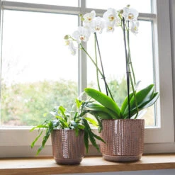 Cille Plant Pot - Vintage Pink -Plant Promotion Store Cille old pink 01