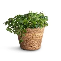 Igmar Plant Basket - Natural -Plant Promotion Store Cissus striata parthenocissus Verona Vein 12x20cm Igmar Plant Basket Natural 15x12cm 5ac6ab54 23a7 4b4e a583 d8142188bff7