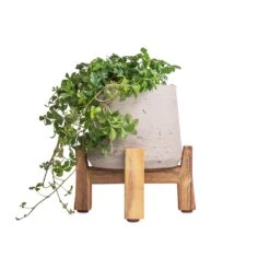 Cissus Striata Parthenocissus - Verona Vein 13 Cissus Striata Parthenocissus - Verona Vein -Plant Promotion Store Cissus striata parthenocissus Verona Vein 12x20cm Patt Plant Pot Low Stand Grey Washed 20x21cm 3