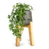 Cissus Striata Parthenocissus - Verona Vein -Plant Promotion Store Cissus striata parthenocissus Verona Vein 12x20cm Patt Plant Pot Tall Stand Black Washed 23x34cm