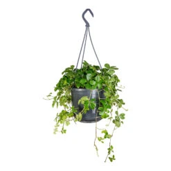 Cissus Striata Parthenocissus - Verona Vein 14 Cissus Striata Parthenocissus - Verona Vein -Plant Promotion Store Cissus striata parthenocissus Verona Vein 15x25cm