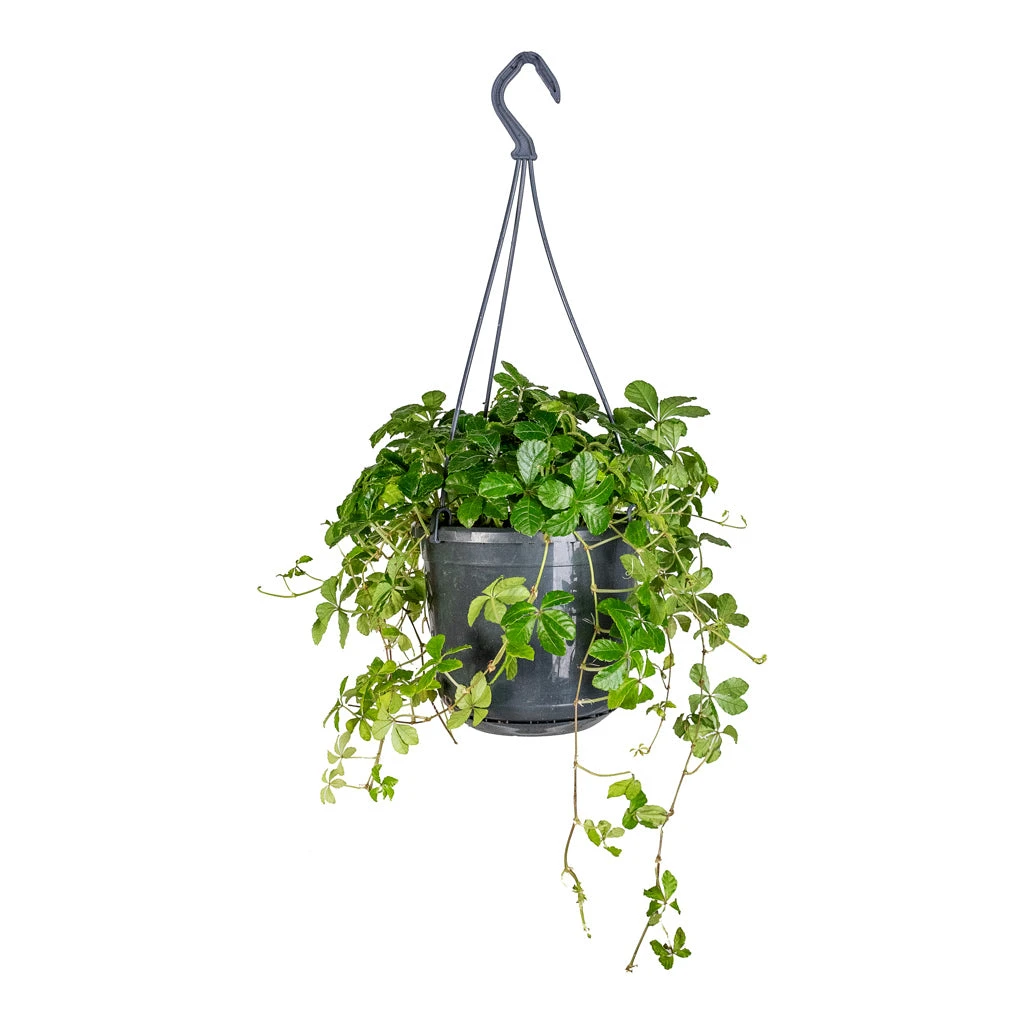 Cissus Striata Parthenocissus - Verona Vein 8 Cissus Striata Parthenocissus - Verona Vein - Image 6