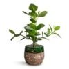 Clusia Rosea Princess - Autograph Tree 1 Clusia Rosea Princess - Autograph Tree -Plant Promotion Store Clusia rosea Princess Autograph Tree 17x55cm Lindy Plant Pot Black Green 23x20cm