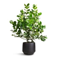 Norell Plant Pot - Black -Plant Promotion Store Clusia rosea Princess Autograph Tree 30x100cm Norell Plant Pot Black 32x30cm 3c33ce30 5050 48d5 a842 879b28e4461b
