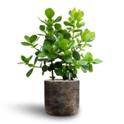 Luxe Lite Wrinkle Cylinder Planter - Bronze 27 Luxe Lite Wrinkle Cylinder Planter - Bronze -Plant Promotion Store Clusia rosea Princess Autograph Tree Hydroculture Luxe Lite Wrinkle Cylinder Planter Bronze