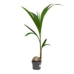 Cocos Nucifera - Coconut Palm Tree 14 Cocos Nucifera - Coconut Palm Tree -Plant Promotion Store Cocos nucifera Coconut Palm Tree 19cm