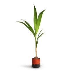 Cocos Nucifera - Coconut Palm Tree 18 Cocos Nucifera - Coconut Palm Tree -Plant Promotion Store Cocos nucifera Coconut Palm Tree 19x120cm Marlijn Plant Pot Coral 21x21cm 3d80c0ef 267d 4983 b718 fcb62d431f03