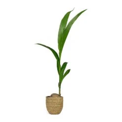 Cocos Nucifera - Coconut Palm Tree 20 Cocos Nucifera - Coconut Palm Tree -Plant Promotion Store Cocos nucifera Coconut Palm Tree Cody Plant Pot Straw Grass