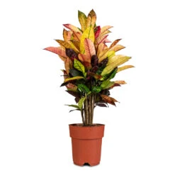 Codiaeum Iceton - Croton -Plant Promotion Store Codiaeum Iceton 19x70cm