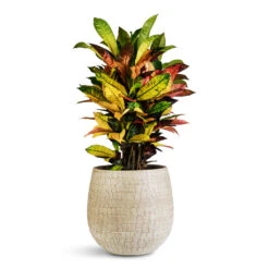 Codiaeum Iceton - Croton -Plant Promotion Store Codiaeum Iceton 19x70cm Renzo Pot Sand 31x28cm