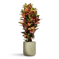 Dune Cylinder Planter - Pistachio 19 Dune Cylinder Planter - Pistachio -Plant Promotion Store Codiaeum Iceton 30x130cm Dune Cylinder Planter Pistachio 38x37cm 2 1