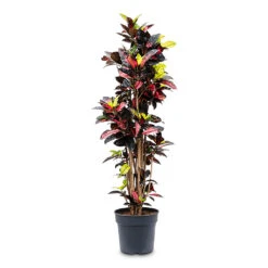Codiaeum Iceton - Croton -Plant Promotion Store Codiaeum Iceton 34x170cm