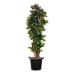 Codiaeum Iceton - Croton -Plant Promotion Store Codiaeum Iceton 45 x 200cm