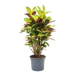 Codiaeum Iceton - Croton -Plant Promotion Store Codiaeum Iceton Croton 110cm