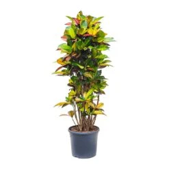 Codiaeum Iceton - Croton -Plant Promotion Store Codiaeum Iceton Croton 135cm