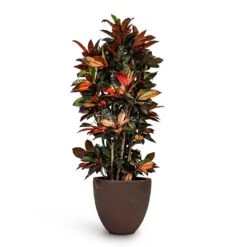 Codiaeum Iceton - Croton -Plant Promotion Store Codiaeum Iceton Croton 27x110cm Grigio Egg Pot Planter Rusty Iron Concrete 40x36cm fb973b06 448a 49e6 b85c 0dbee2d03fc6