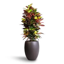 Codiaeum Iceton - Croton -Plant Promotion Store Codiaeum Iceton Croton 27x110cm Grigio Tall Balloon Planter Rusty Iron Concrete 40x50cm