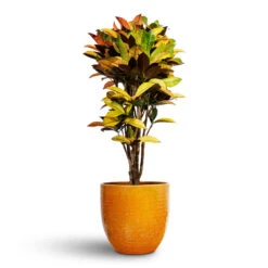 Codiaeum Iceton - Croton -Plant Promotion Store Codiaeum Iceton Croton 27x110cm Jolin Plant Pot Ochre 32x29cm cee88b8e cd26 4b93 8518 78dbf97e0233