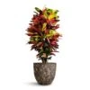 Codiaeum Iceton - Croton 1 Codiaeum Iceton - Croton -Plant Promotion Store Codiaeum Iceton Croton 27x110cm Lava Couple Relic Planter Rust 36x34cm