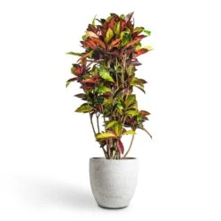 Codiaeum Iceton - Croton -Plant Promotion Store Codiaeum Iceton Croton 30x130cm Cas Plant Pot Cool Grey 36x32cm