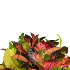 Codiaeum Iceton - Croton -Plant Promotion Store Codiaeum Iceton Croton SWATCH 2