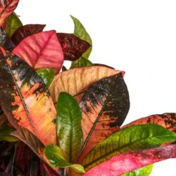 Codiaeum Iceton - Croton -Plant Promotion Store Codiaeum Iceton Croton SWATCH