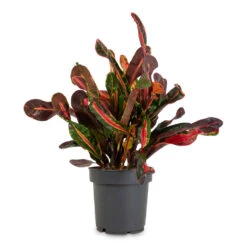 Codiaeum Mammi - Croton 17 Codiaeum Mammi - Croton -Plant Promotion Store Codiaeum Mammi 12x35cm