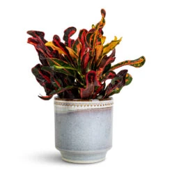 Codiaeum Mammi - Croton 20 Codiaeum Mammi - Croton -Plant Promotion Store Codiaeum Mammi 12x35cm Clover Pot Heather 15x15cm