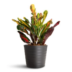 Codiaeum Mammi - Croton 22 Codiaeum Mammi - Croton -Plant Promotion Store Codiaeum Mammi 12x35cm Oslo Pot Anthracite 13x10.5cm