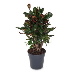 Codiaeum Mammi - Croton 21 Codiaeum Mammi - Croton -Plant Promotion Store Codiaeum Mammi 19x60cm