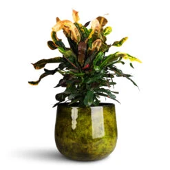 Emmie Metal Plant Pot - Mystic Yellow -Plant Promotion Store Codiaeum Mammi 19x60cm Emmie Metal Pot Mystic Yellow 27x23cm 1