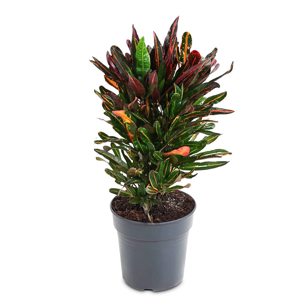 Codiaeum Mammi - Croton 11 Codiaeum Mammi - Croton - Image 9