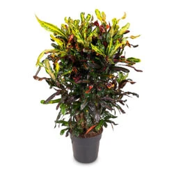Codiaeum Mammi - Croton 26 Codiaeum Mammi - Croton -Plant Promotion Store Codiaeum Mammi 27x100cm