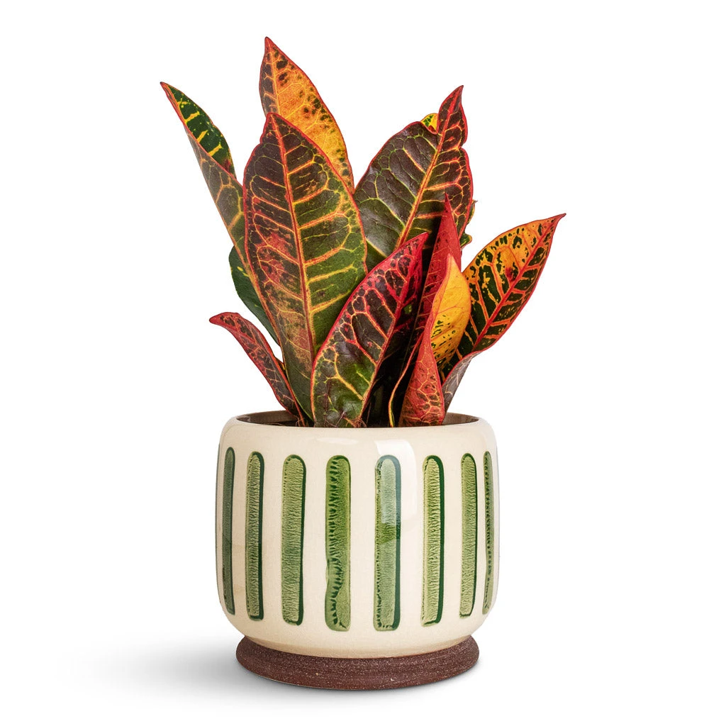 Stripe Plant Pot - Green 5 Stripe Plant Pot - Green - Image 3