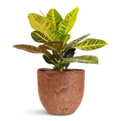 Codiaeum Petra - Croton 28 Codiaeum Petra - Croton -Plant Promotion Store Codiaeum Petra 21x60cm Bola Artstone Pot Oak 28x24cm