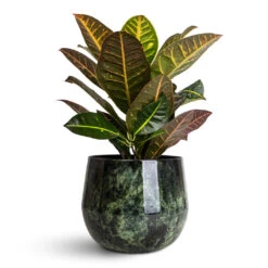 Emmie Metal Plant Pot - Mystic Green 18 Emmie Metal Plant Pot - Mystic Green -Plant Promotion Store Codiaeum Petra 21x60cm Emmie Metal Pot Mystic Green 23x20cm 1