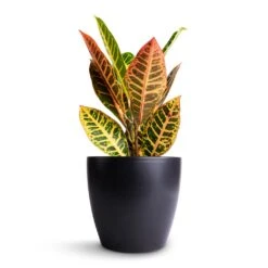 Sven Plant Pot - Black -Plant Promotion Store Codiaeum Petra Croton 13x40cm Sven Plant Pot Black 18x16cm