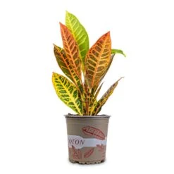 Codiaeum Petra - Croton 30 Codiaeum Petra - Croton -Plant Promotion Store Codiaeum Petra Croton 13x40cm 2