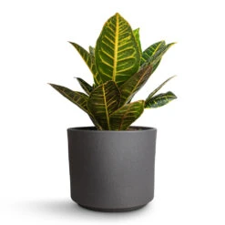 Leon Plant Pot - Granite -Plant Promotion Store Codiaeum Petra Croton 17x45cm Leon Plant Pot Granite 20.5x18cm