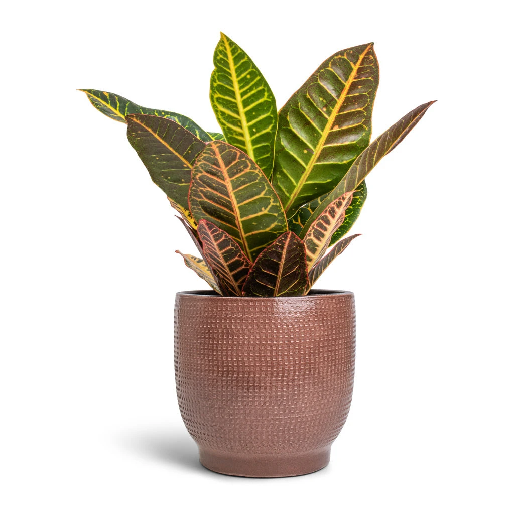 Lykke Plant Pot - Chestnut Blush 4 Lykke Plant Pot - Chestnut Blush - Image 2