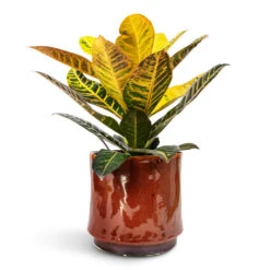 Codiaeum Petra - Croton 25 Codiaeum Petra - Croton -Plant Promotion Store Codiaeum Petra Croton 17x45cm Nolan Plant Pot Red 23x21cm