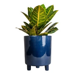 Codiaeum Petra - Croton 34 Codiaeum Petra - Croton -Plant Promotion Store Codiaeum Petra Croton 17x45cm Pisa Plant Pot Navy 20x24cm 3a9cf00d 730d 4336 b596 dc25295452d4