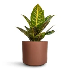 Prague Plant Pot - Mocha 14 Prague Plant Pot - Mocha -Plant Promotion Store Codiaeum Petra Croton 17x45cm Prague Plant Pot Mocha 20x18cm