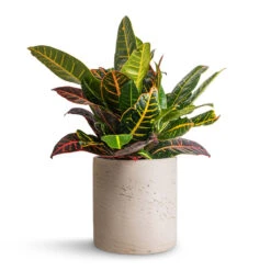 Puk Plant Pot - Grey Washed 14 Puk Plant Pot - Grey Washed -Plant Promotion Store Codiaeum Petra Croton 17x45cm Puk Plant Pot Grey Washed 20x20cm 326d2f71 9373 4f0c 98dc 17e3a13ff2b3