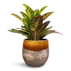 Lindy Plant Pot - Ochre 37 Lindy Plant Pot - Ochre -Plant Promotion Store Codiaeum Petra Croton 17x50cm Lindy Plant Pot Ochre 23x20cm 78cd7299 2d0e 47c8 a27b b7765728d4dc