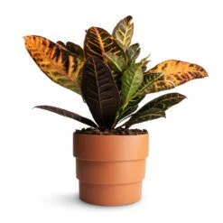 Codiaeum Petra - Croton 32 Codiaeum Petra - Croton -Plant Promotion Store Codiaeum Petra Croton 17x50cmBoston Tiered Plant Pot Terracotta 19x16cm
