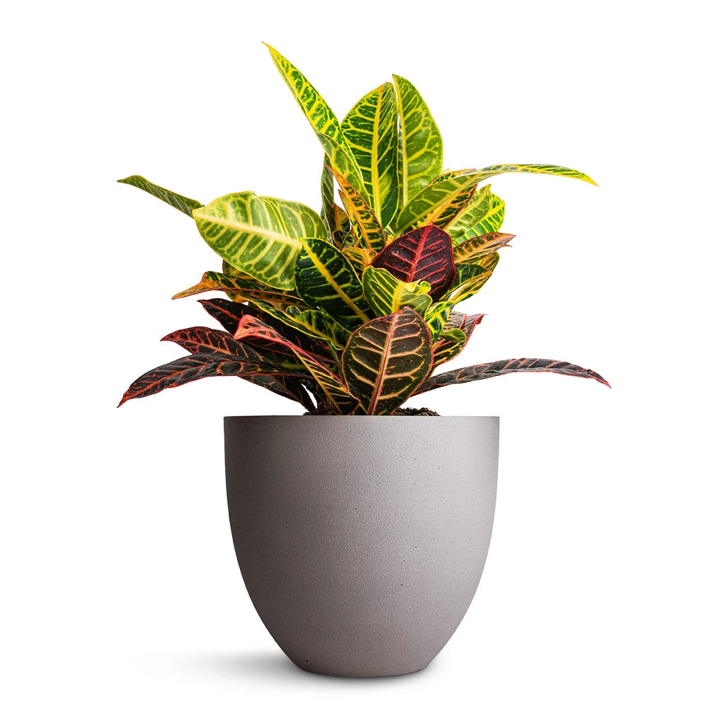 Coral Refined Planter - Clouded Grey 4 Coral Refined Planter - Clouded Grey - Image 2