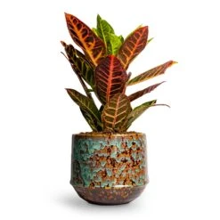 Codiaeum Petra - Croton 29 Codiaeum Petra - Croton -Plant Promotion Store Codiaeum Petra Croton 21x60cm Noud Plant Pot Marrakesh 20x17cm 3a28c4ae a7c6 484e 904f 67e3cfbf9a32