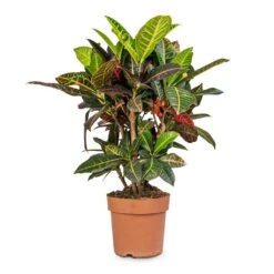 Codiaeum Petra - Croton 38 Codiaeum Petra - Croton -Plant Promotion Store Codiaeum Petra Croton 21x60cm 41da8c33 a678 4314 b7d3 b766e24ec78b