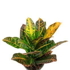 Codiaeum Petra - Croton 39 Codiaeum Petra - Croton -Plant Promotion Store Codiaeum Petra Croton Leaves